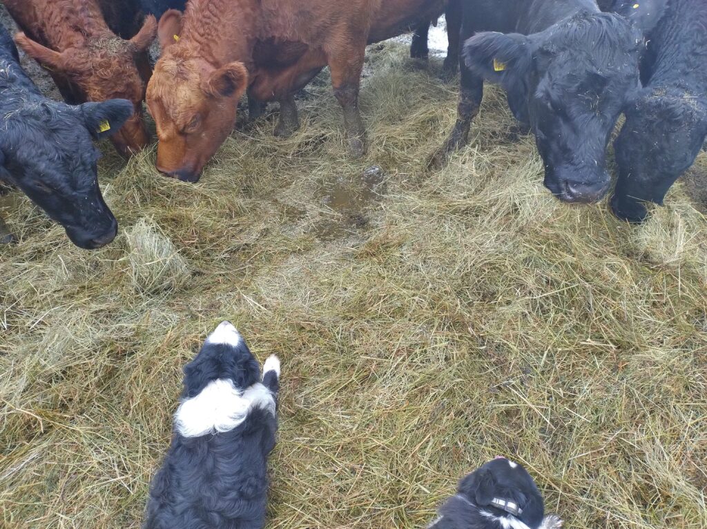 HundeRinder_bearbeitet