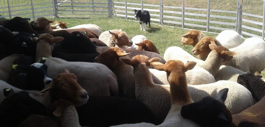 116302962_2317901608517849_22301801877553336_n