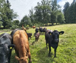 IMG_20250805_140819484_HDR