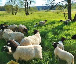 Beweidung VNP Flächen